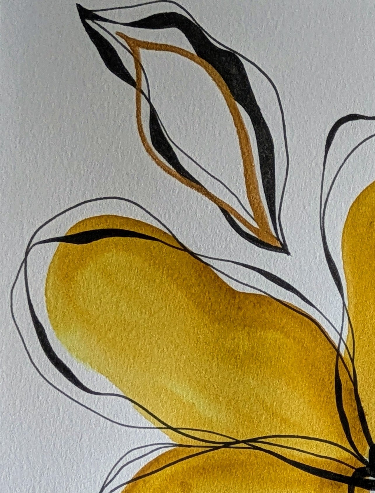 Sunlit Petals